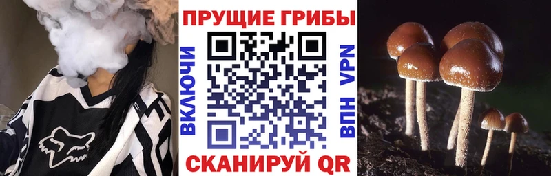 Псилоцибиновые грибы ЛСД  hydra как войти  Пучеж  наркотики 